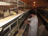 Огранизация опыта на цыплятах-бройлерах